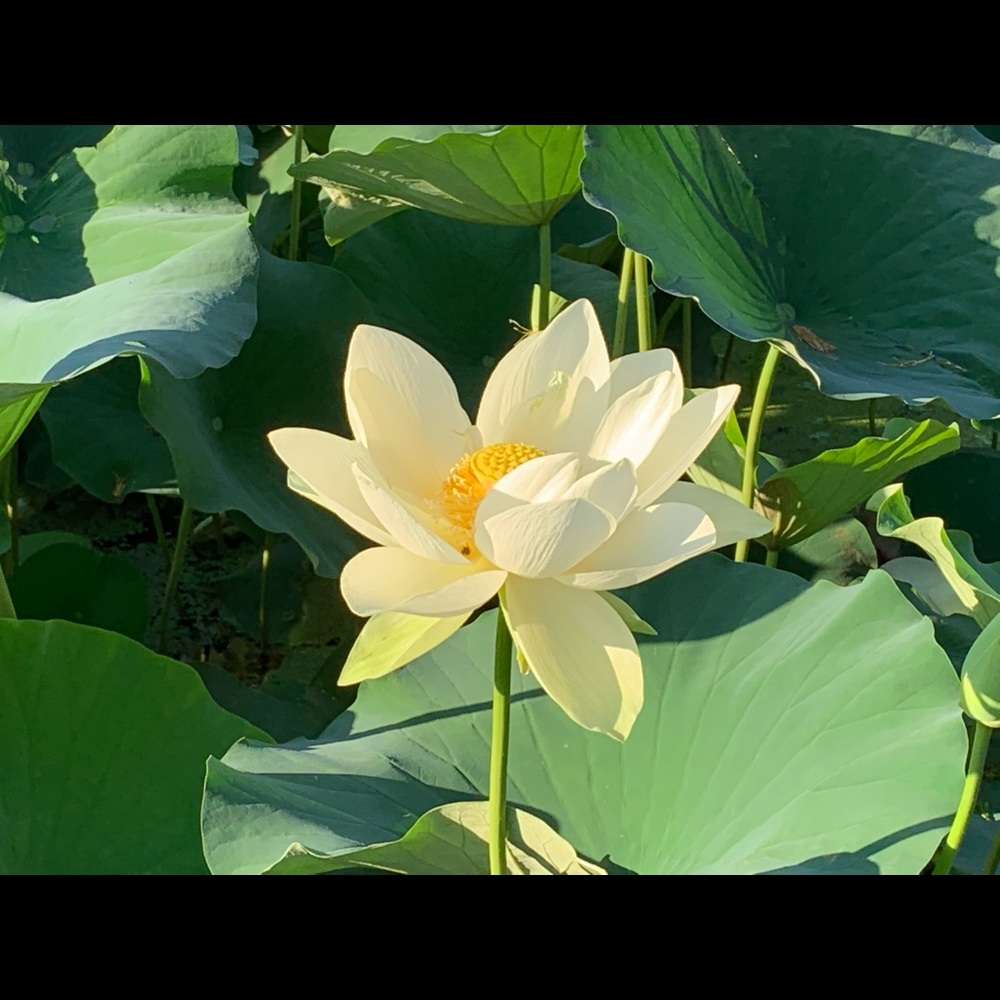 Meet your Posher, Idolina